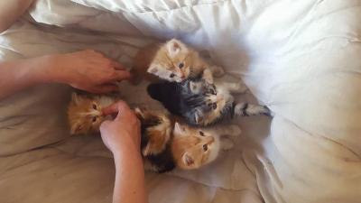 457133295 1971787986634865 3452831876515843298 n